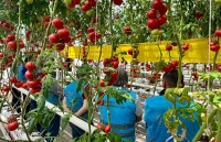 Training on Greenhouse Vegetable Cultivation Was Provided as Part of the ‘Hope from the Soil’ Project